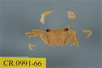 藏品(平背蜞)的圖片